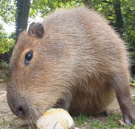 Photo capybaras